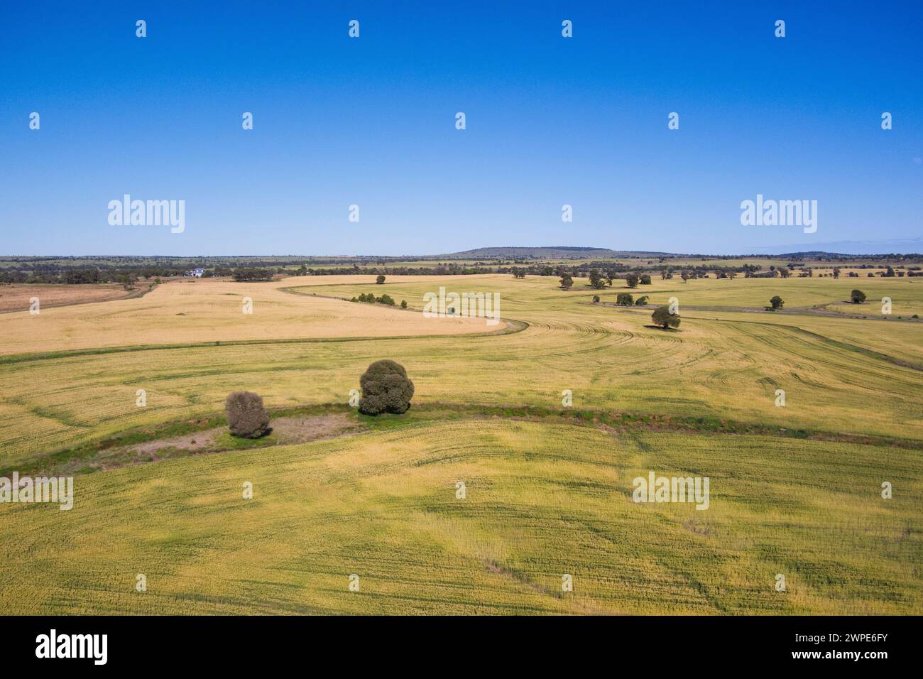 Aerea di campi di grano che crescono su terreni depurati vicino a Roma Queensland Australia Foto Stock