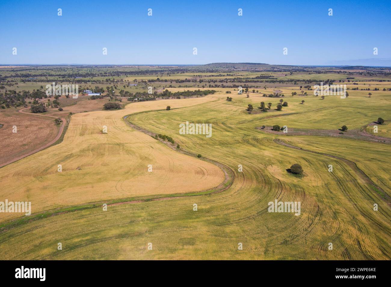 Aerea di campi di grano che crescono su terreni depurati vicino a Roma Queensland Australia Foto Stock