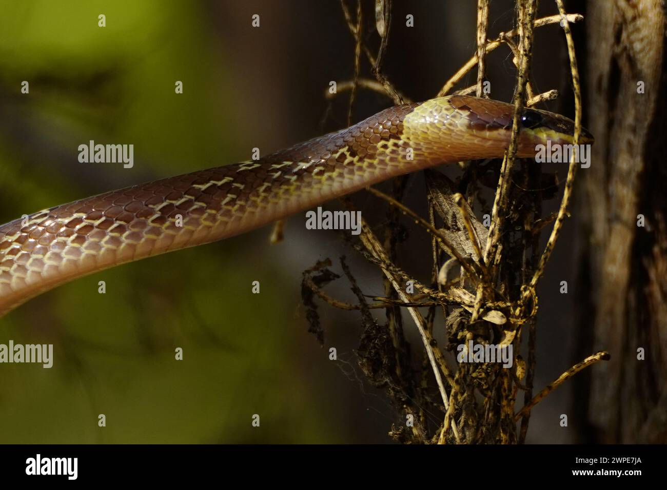 Ajmer, India. 6 marzo 2024. Serpente lupo comune (Lycodon capucinus) visto appeso ad un albero all'interno di un giardino ad Ajmer, India, il 6 marzo 2024. Foto di ABACAPRESS.COM credito: Abaca Press/Alamy Live News Foto Stock