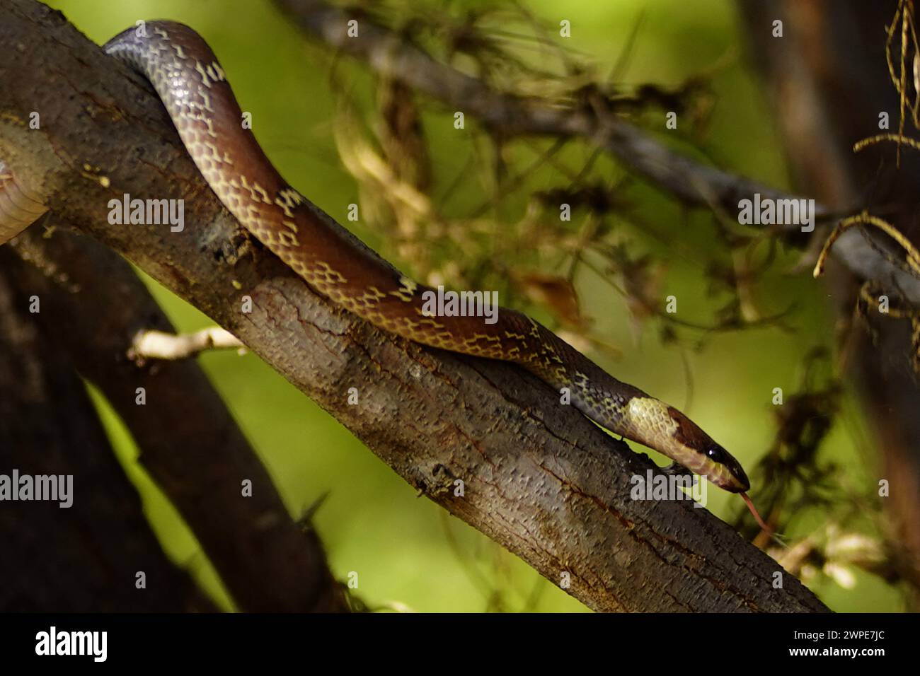 Ajmer, India. 6 marzo 2024. Serpente lupo comune (Lycodon capucinus) visto appeso ad un albero all'interno di un giardino ad Ajmer, India, il 6 marzo 2024. Foto di ABACAPRESS.COM credito: Abaca Press/Alamy Live News Foto Stock