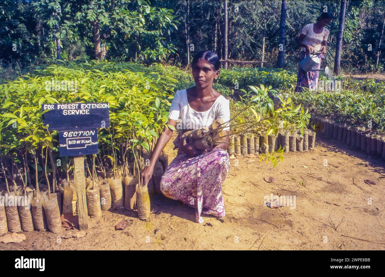 Sri Lanka, le donne lavorano in un vivaio di alberi del servizio di estensione forestale. Foto Stock