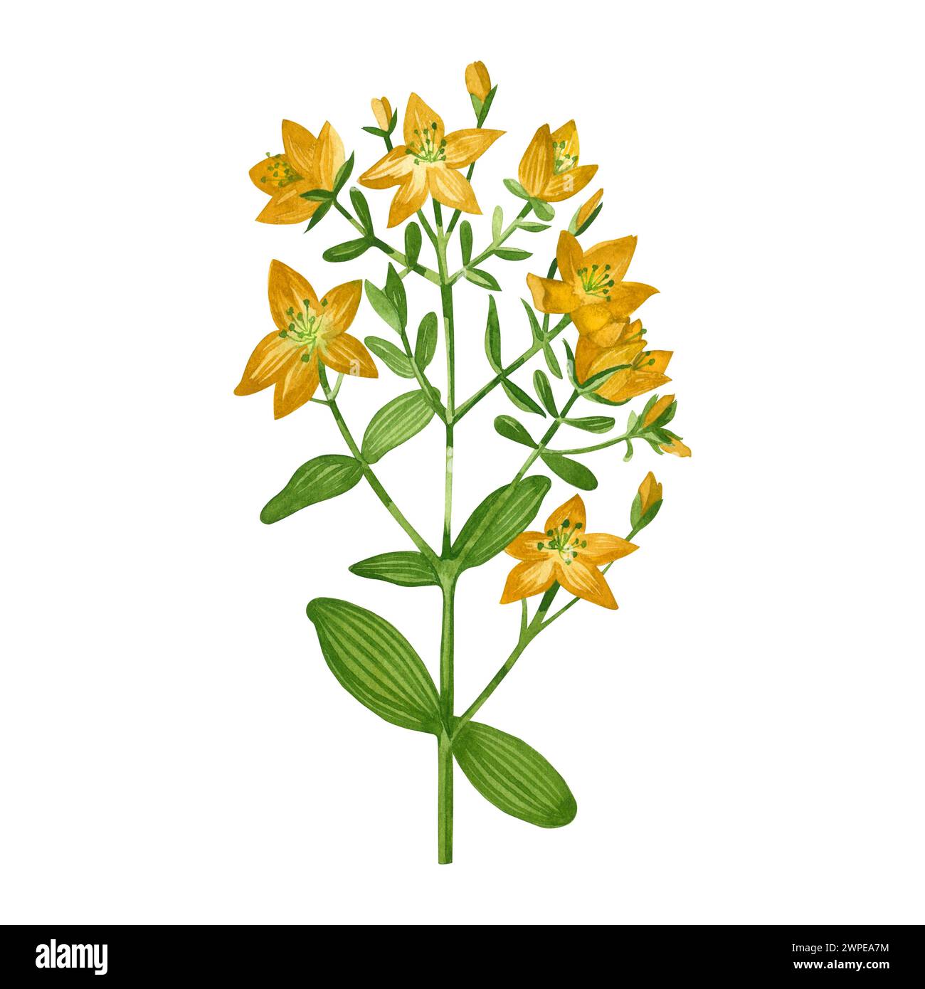 Illustrazione acquerello. Hypericum, una pianta prato con foglie verdi e fiori gialli luminosi disegnati a mano in acquerello su sfondo bianco. Foto Stock