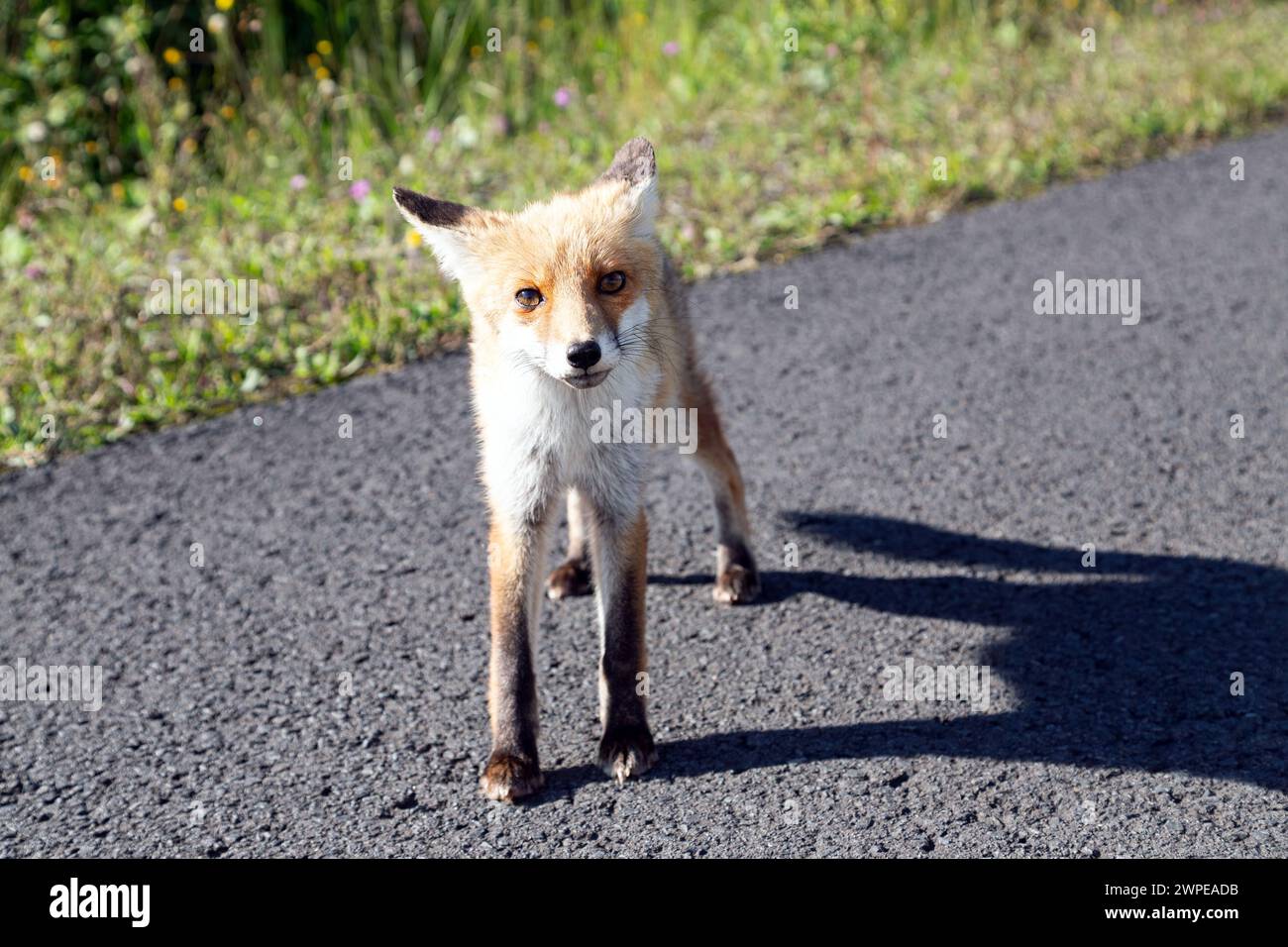 la giovane volpe sta sulla strada di campagna e sembra curiosa Foto Stock