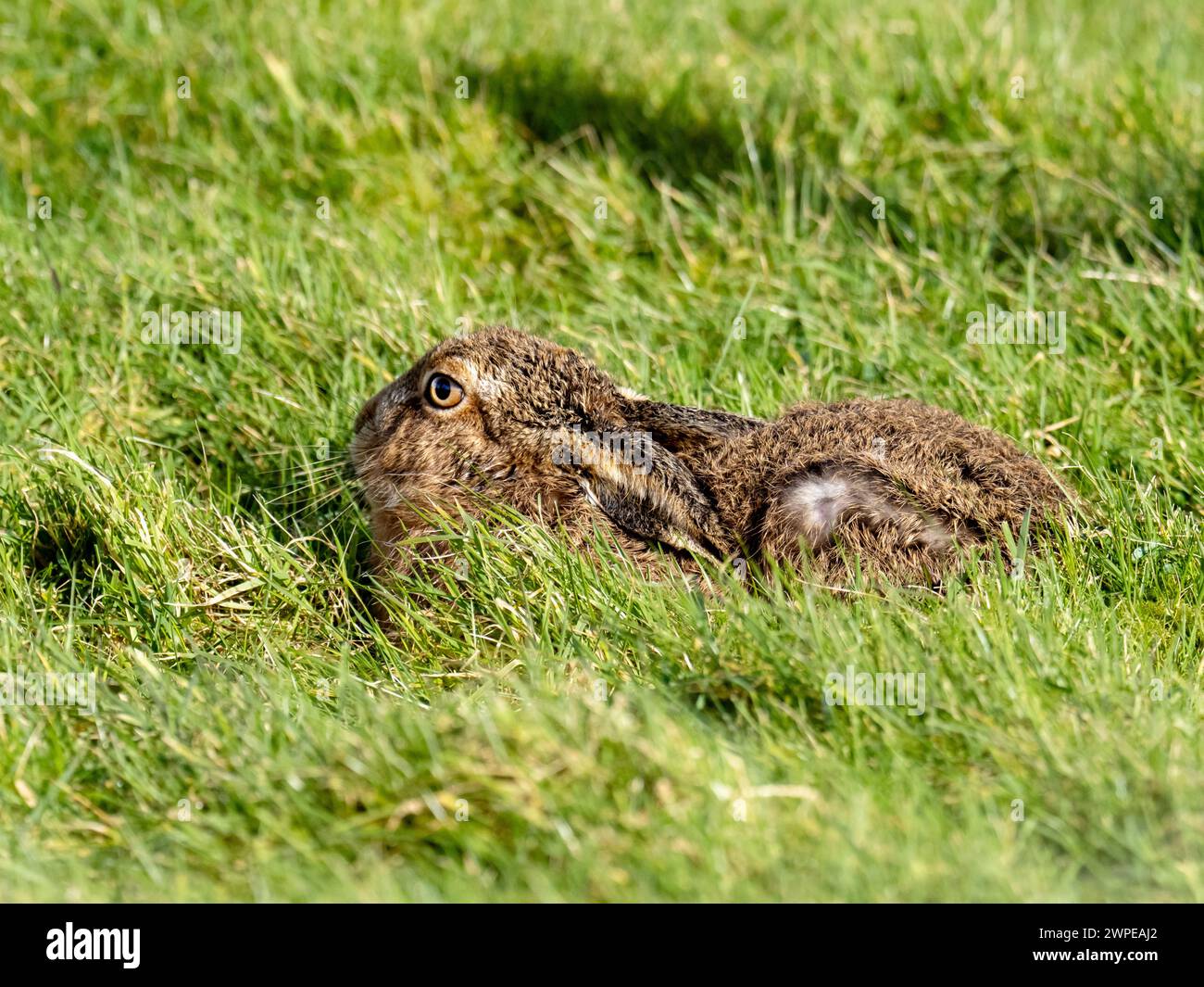 Brown Hare, Lepus europaeus su Islay, Scozia, Regno Unito. Foto Stock
