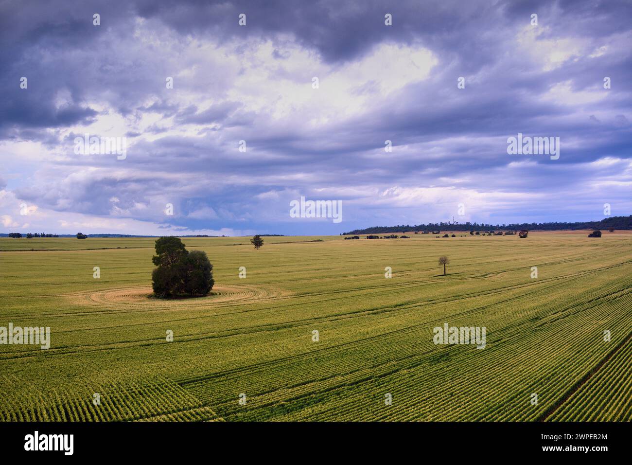 Campi aerei di grano vicino a Wallumbilla Queensland Australia Foto Stock
