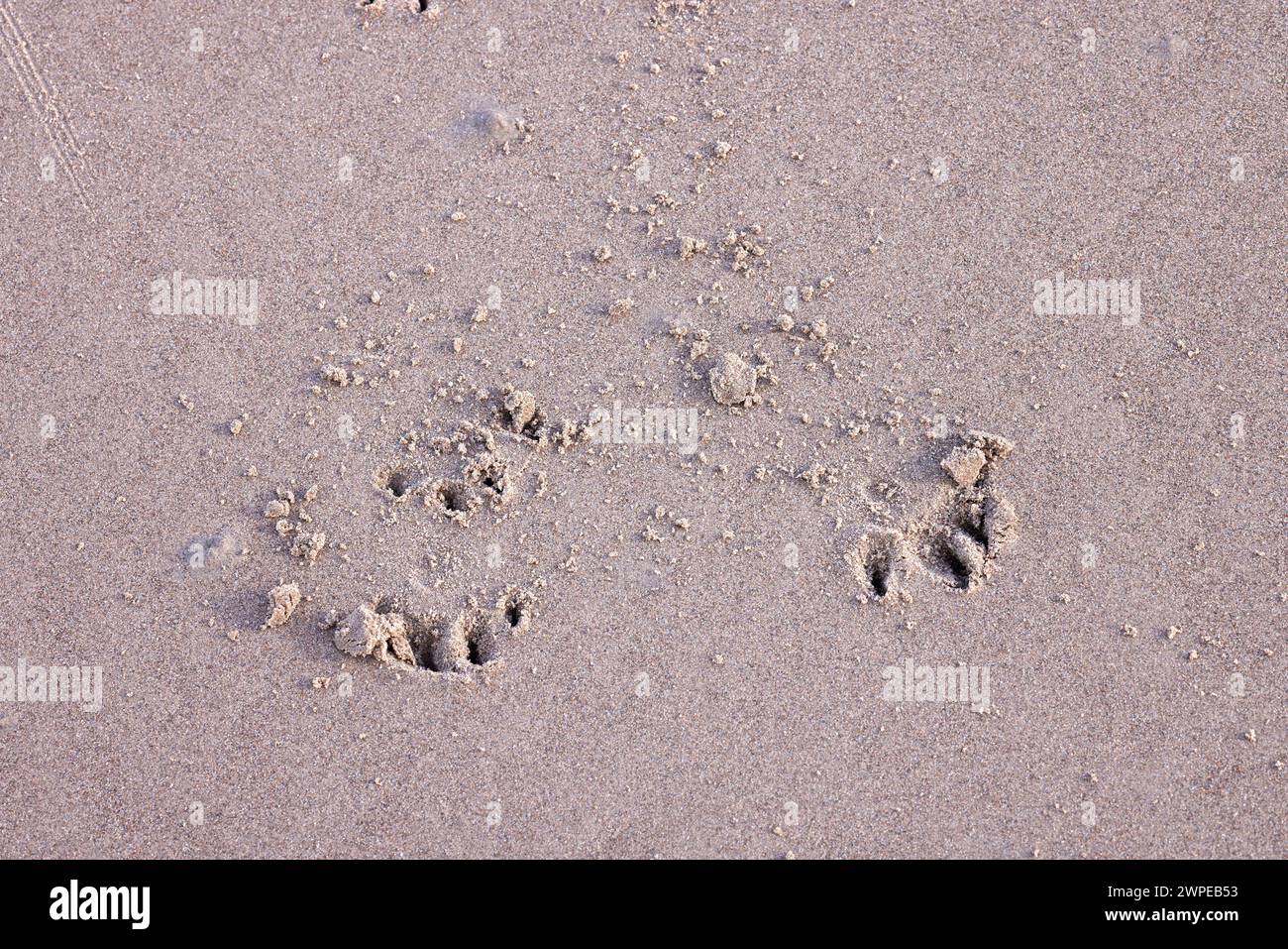 Impronte di cane nella sabbia di Ganavan Sands di Oban. Scozia Foto Stock