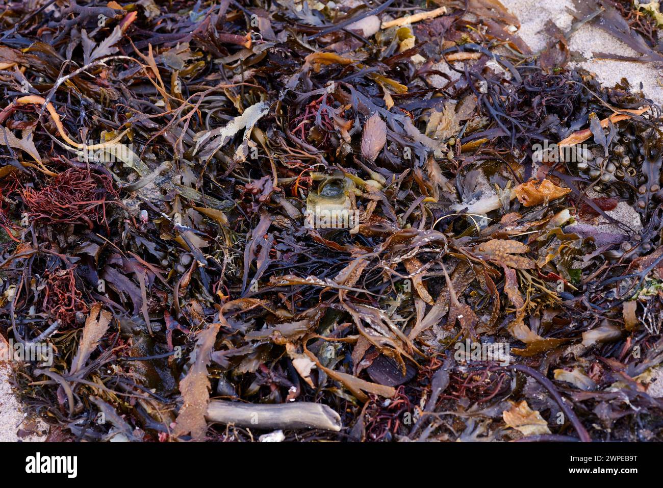 Banca di varie alghe marine su Ganavan Sands presso Oban. Scozia Foto Stock