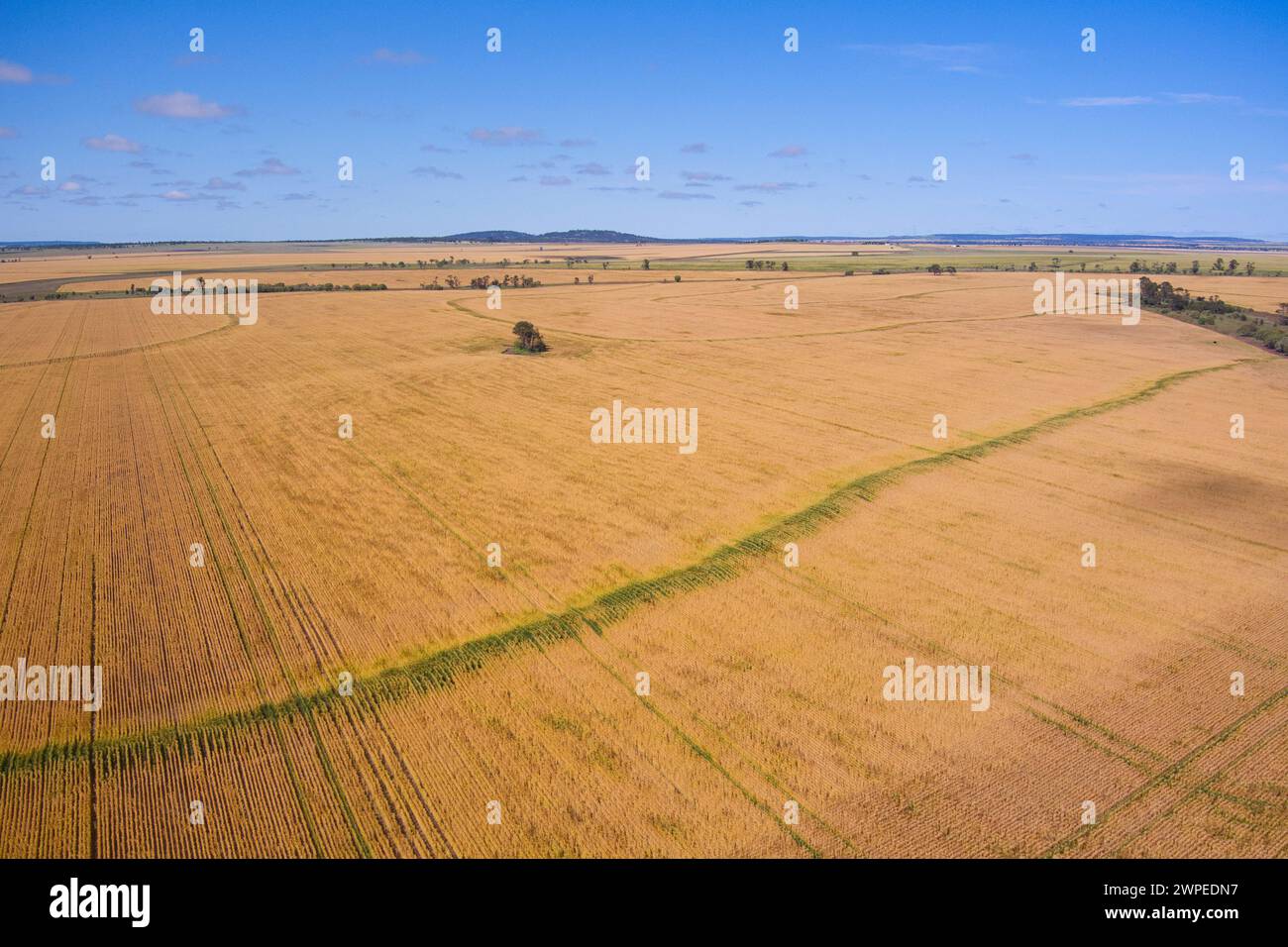 Aerea di campi di grano quasi pronti per la raccolta di Muckadilla Queensland Australia Foto Stock