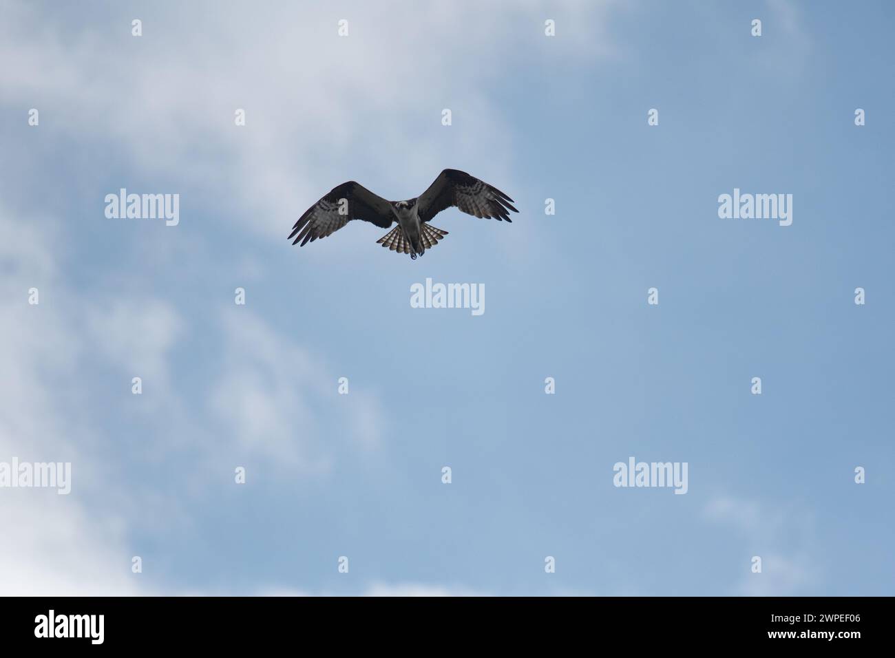 Osprey volando in alto sbattere le ali mentre si librava a caccia di pesci Foto Stock