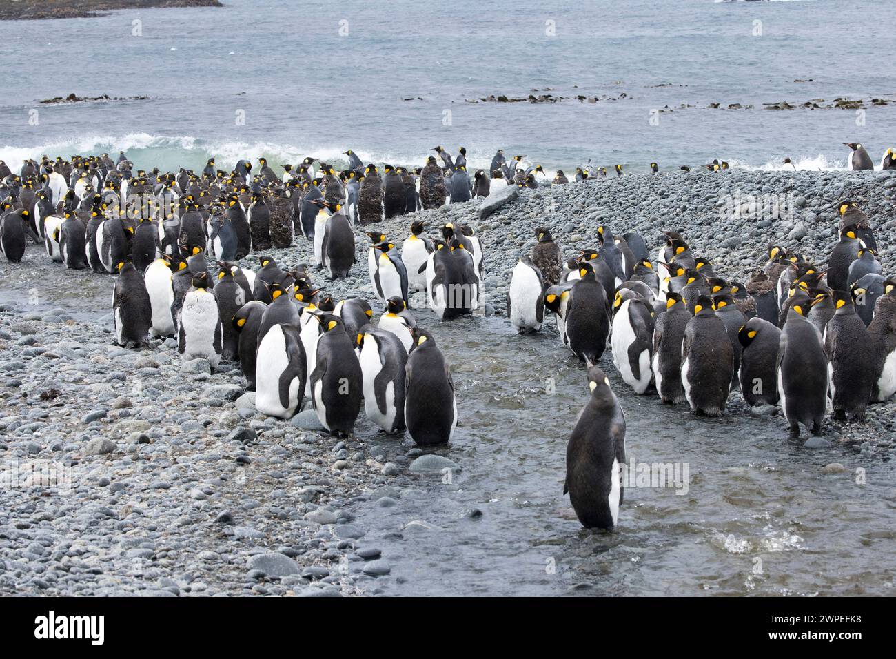 Pinguino re (Aptenodytes patagonicus) sull'isola subantartica Macquarie in Australia Foto Stock