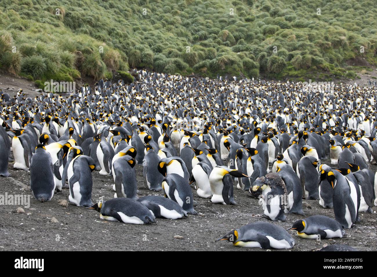 Pinguino re (Aptenodytes patagonicus) sull'isola subantartica Macquarie in Australia Foto Stock
