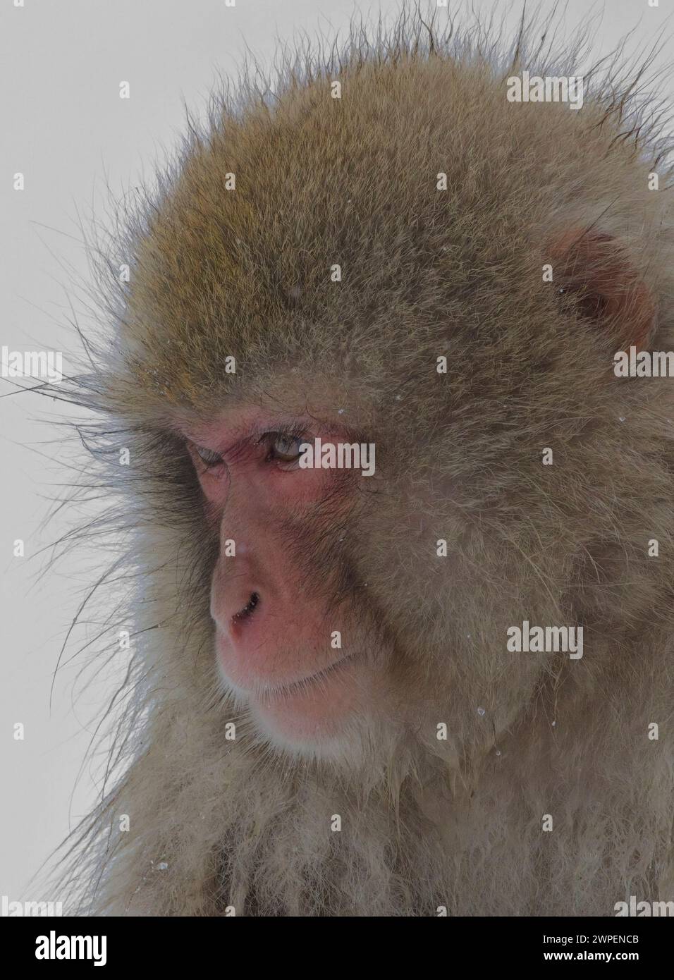 Ritratto di un Macaco giapponese, 'scimmia della neve', primo piano, Honshu, Giappone. Foto Stock