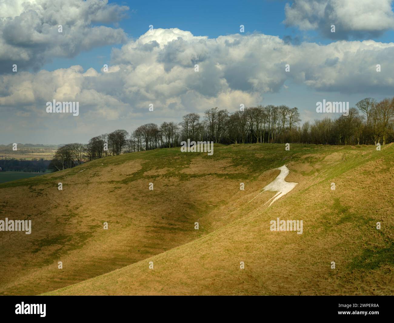 Tagliato per la prima volta nel 1780 dal dottor Christopher Alsop, il Cherhill White Horse è stato creato togliendo il terreno erboso per esporre il gesso sottostante. Il Cavallo bianco, t Foto Stock