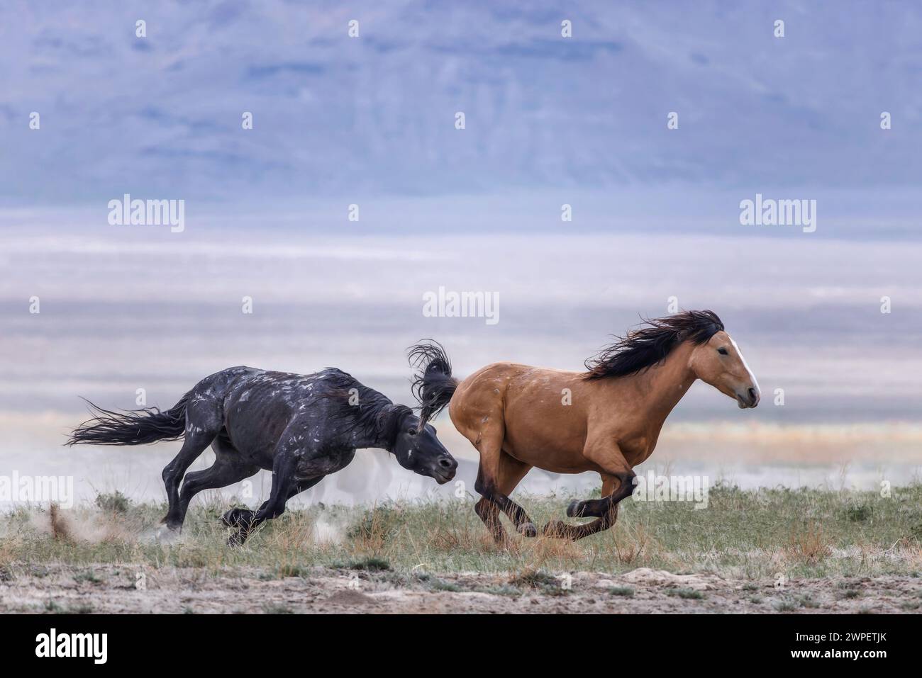 La mandria di cavalli selvaggi del monte Onaqui ha una struttura da lieve a moderata e varia nei colori da sorrel, roan, buckskin, nero, palomino, e grigia. Foto Stock