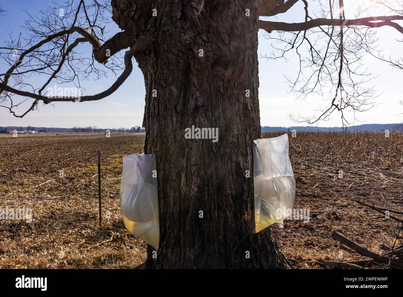 Sacchetti di plastica utilizzati per raccogliere i sap di acero da zucchero in una fattoria Amish nella contea di Mecosta, Michigan, Stati Uniti Foto Stock