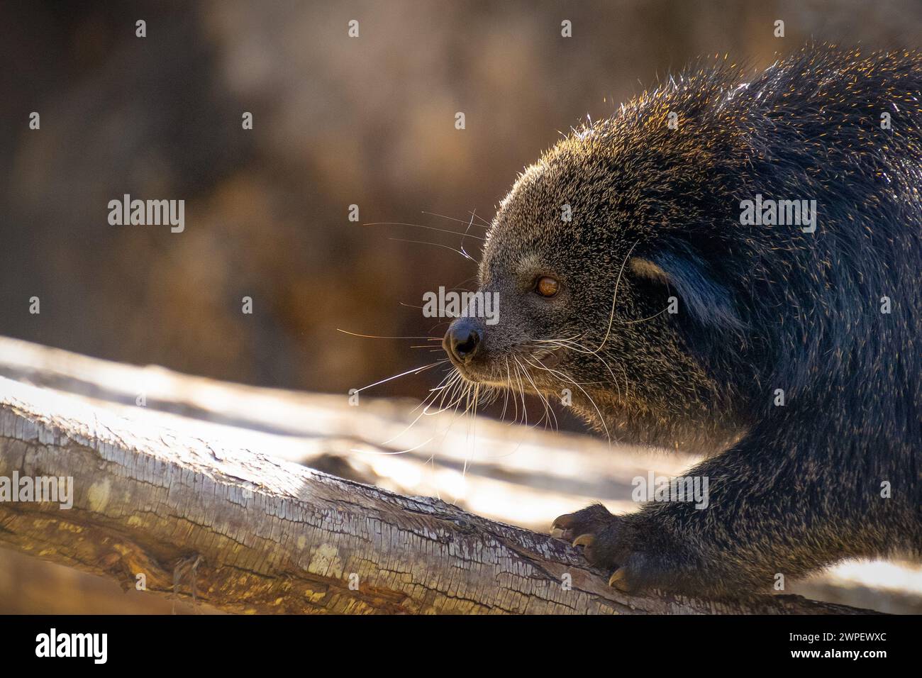 primo piano di un binturong chiamato anche "gatto dell'orso" Foto Stock