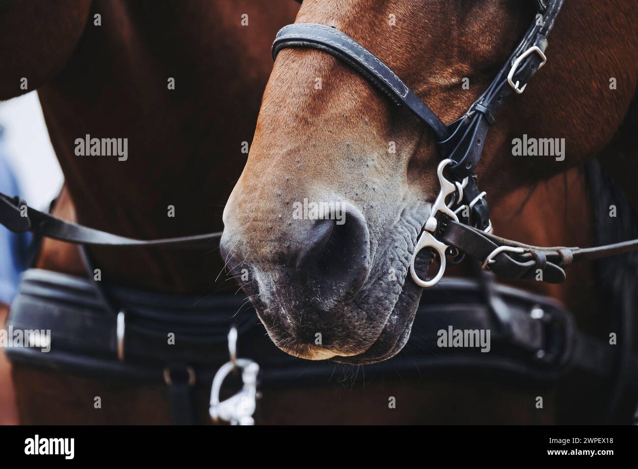Primo piano sulle narici di un cavallo bruno con le sue attrezzature di trazione Foto Stock