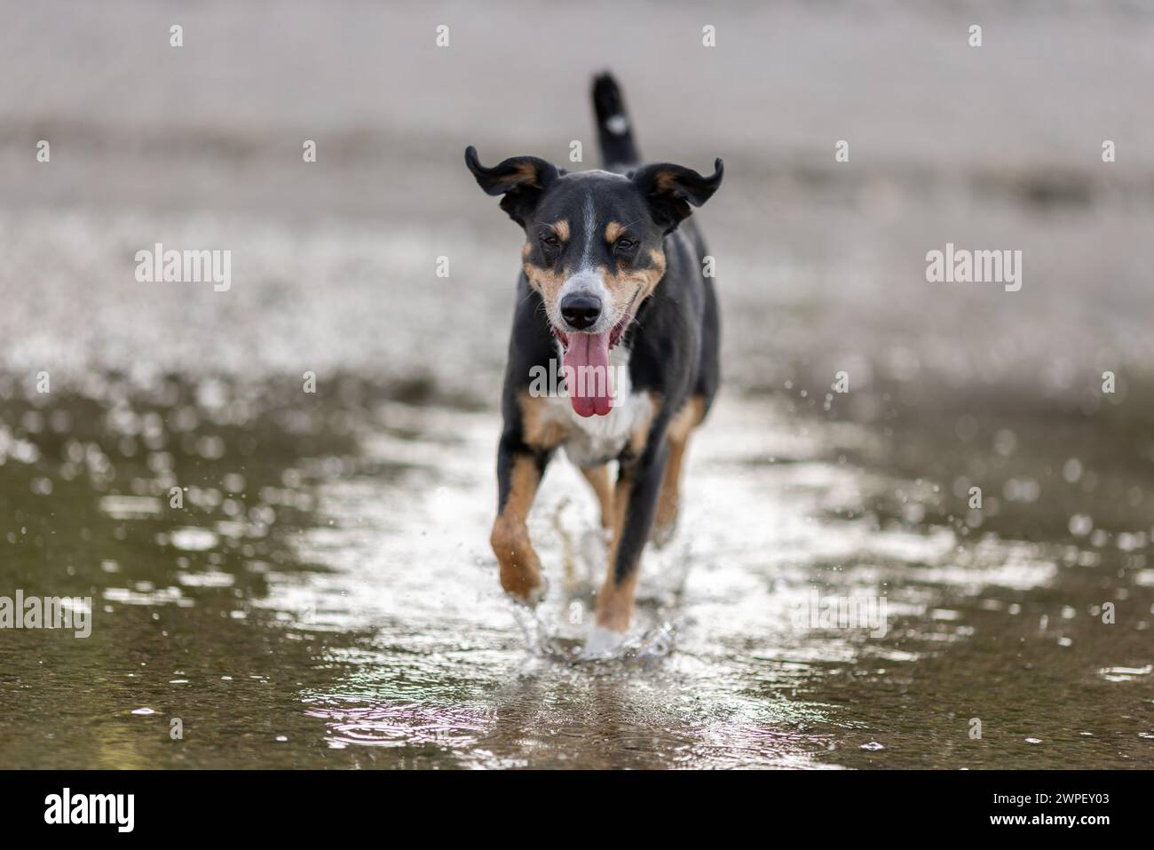 il cane di montagna appenzeller salta in acqua, sennenhund Foto Stock