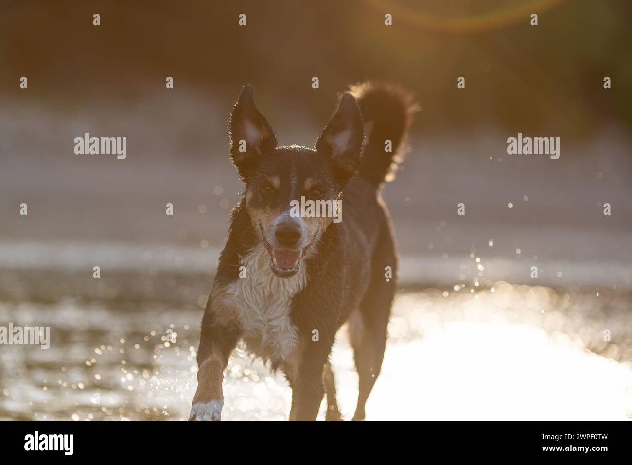 il cane di montagna appenzeller salta in acqua, sennenhund Foto Stock