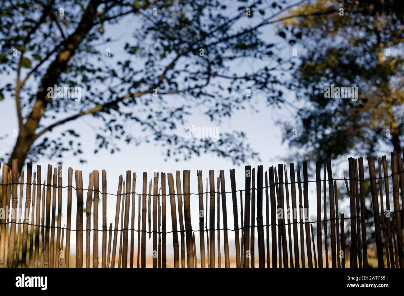recinzione di canne Foto Stock