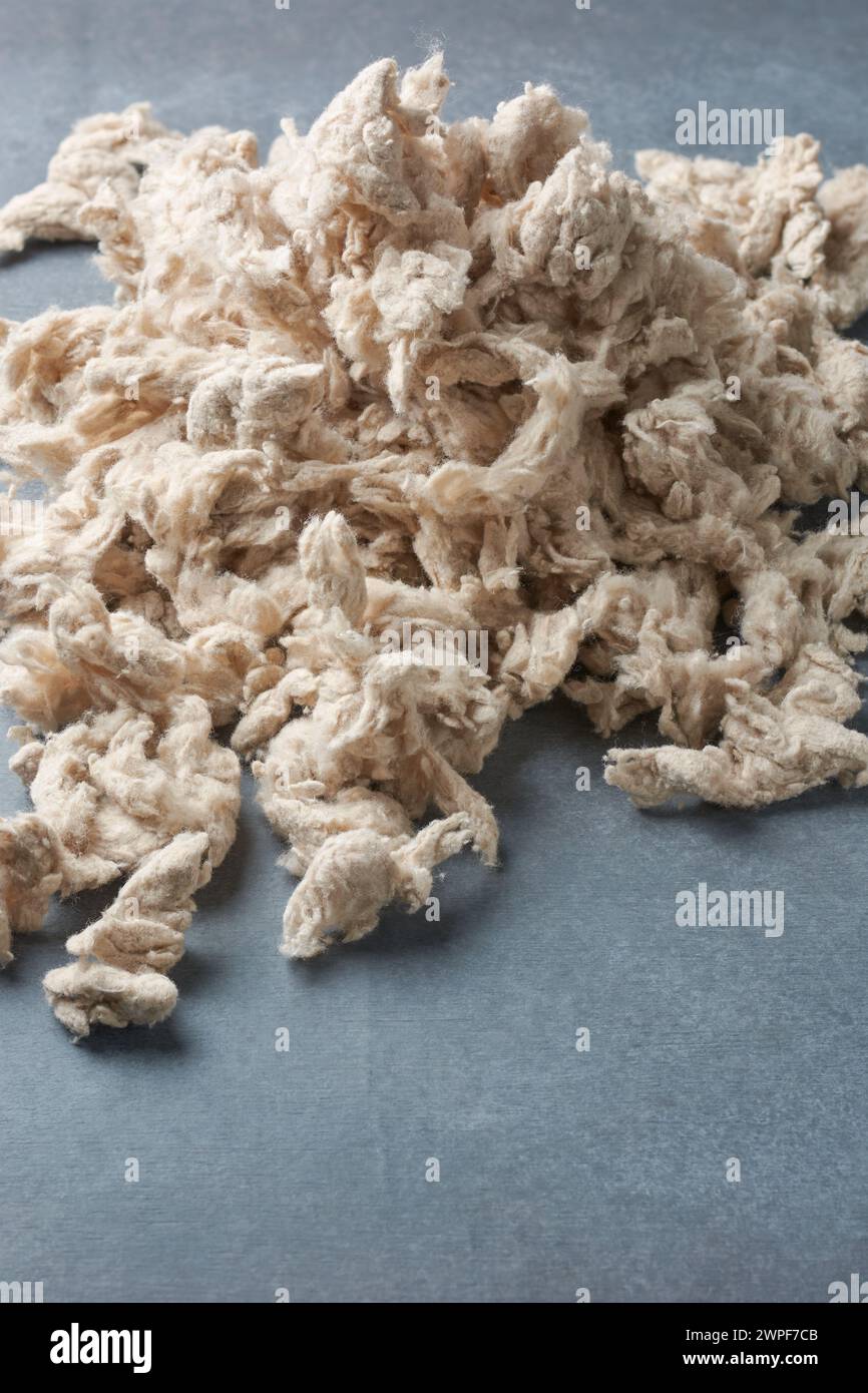 cotone o fibra kapok tree, pentandra ceiba, fibre chiare e soffici utilizzate come imbottitura per cuscini, materassi e giubbotti di salvataggio, materi a ripieno naturale Foto Stock