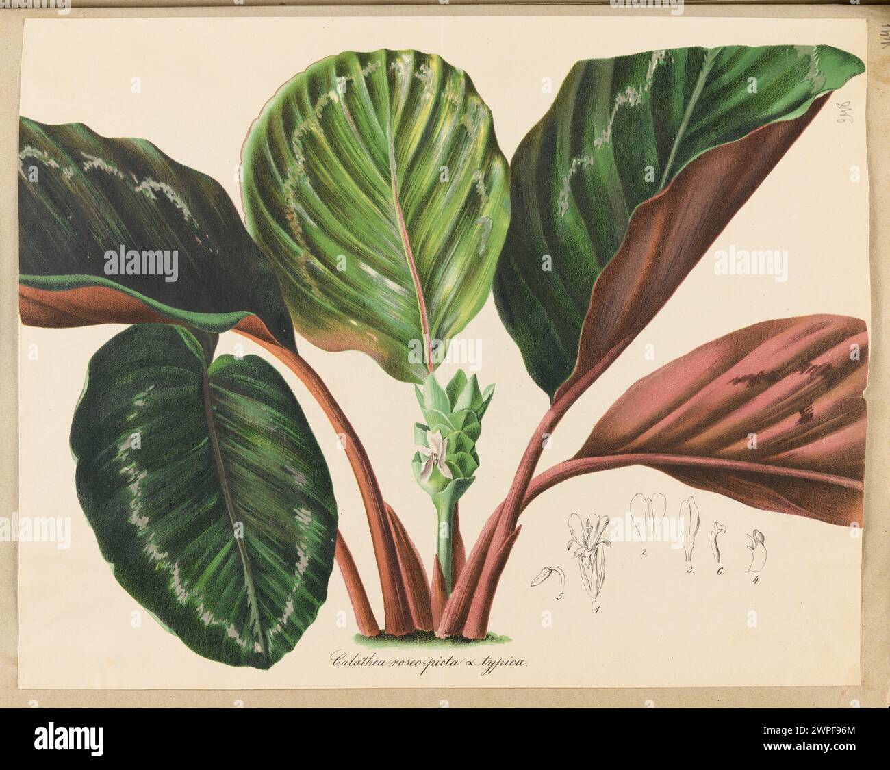 Scheda illustrativa a base di erbe raffigurante Calathea Roseo-Picta, creata tra il 1850 e il 1870. Foto Stock