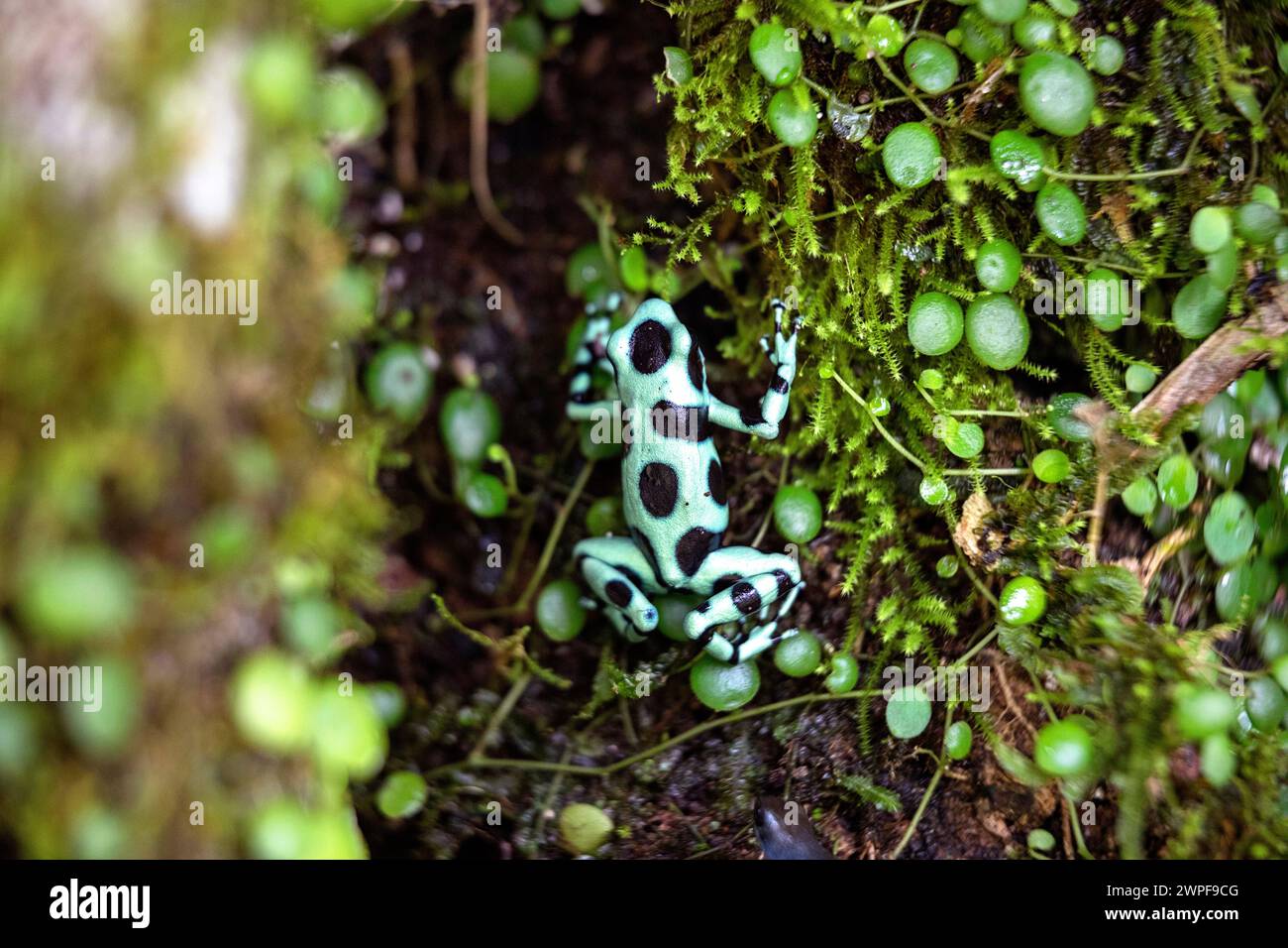 Rana freccia veleno verde e nero (Dendrobates auratus), morph, sul pavimento in una foresta pluviale a Panama, Bocas del Toro Foto Stock