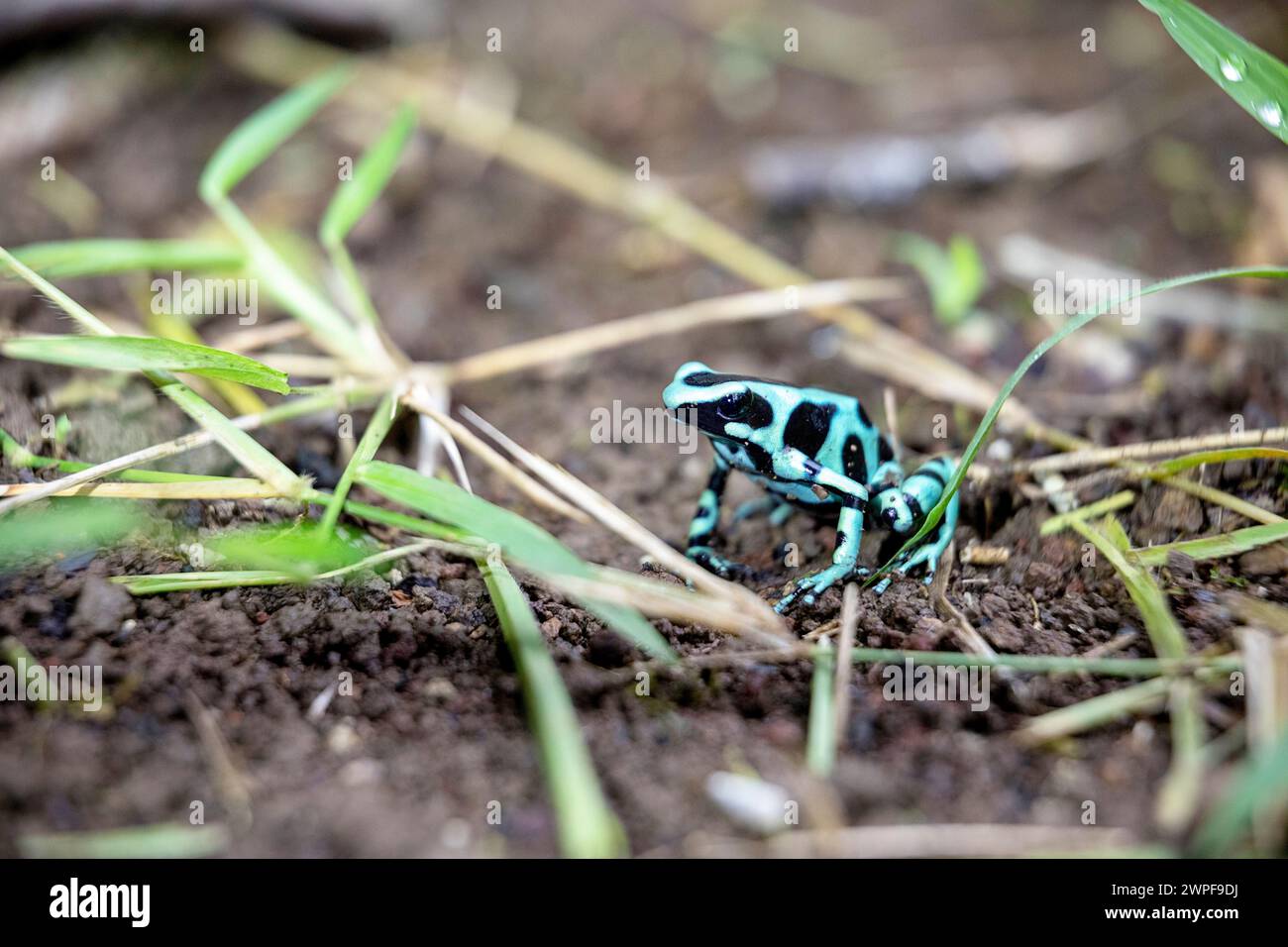 Rana freccia veleno verde e nero (Dendrobates auratus), morph, sul pavimento in una foresta pluviale a Panama, Bocas del Toro Foto Stock