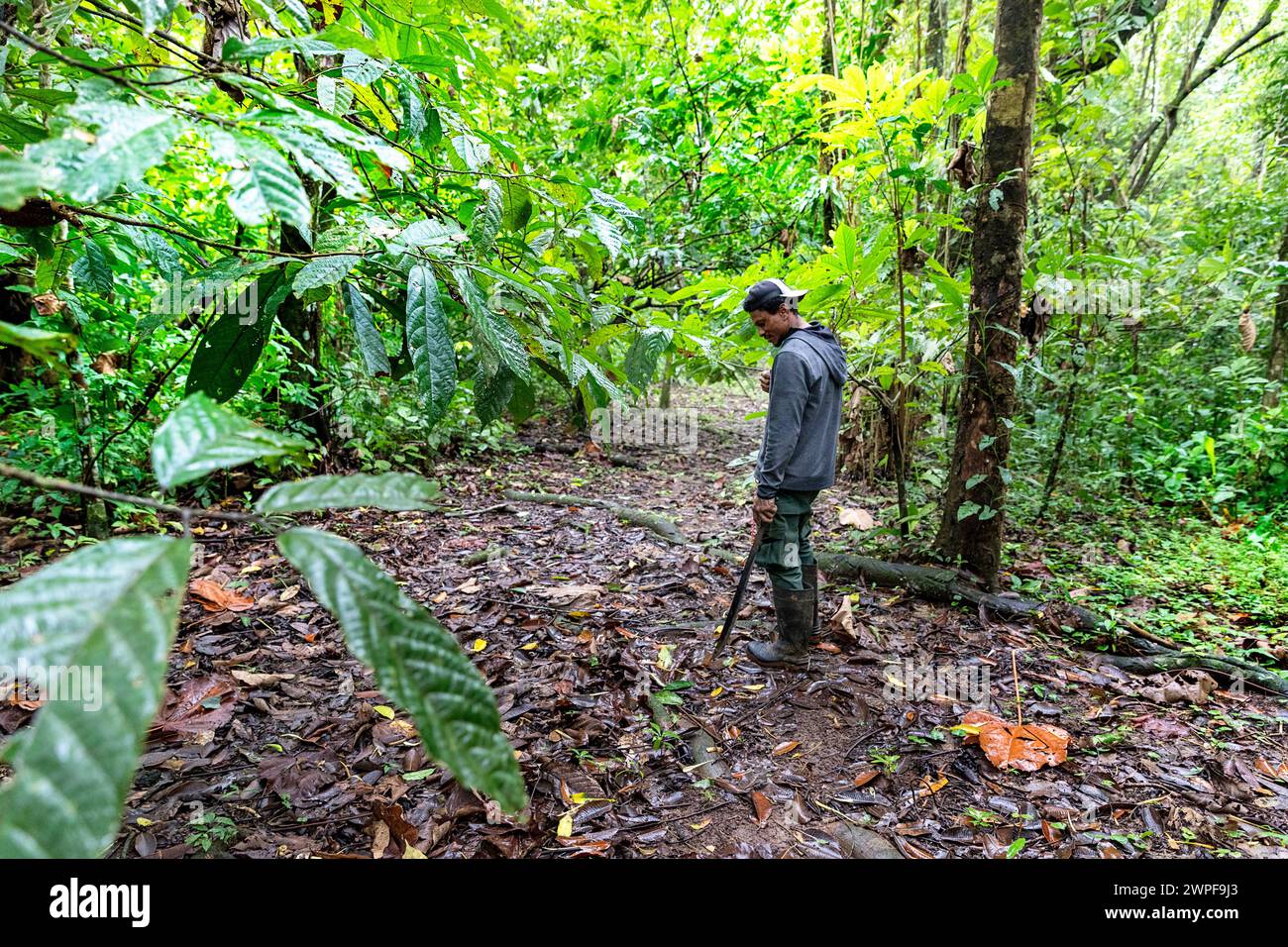 Uomo del posto, guida turistica, alla ricerca di rane velenose panamense nella lussureggiante foresta pluviale tropicale dell'isola Cristobal a Bocas del Toro, Panama Foto Stock