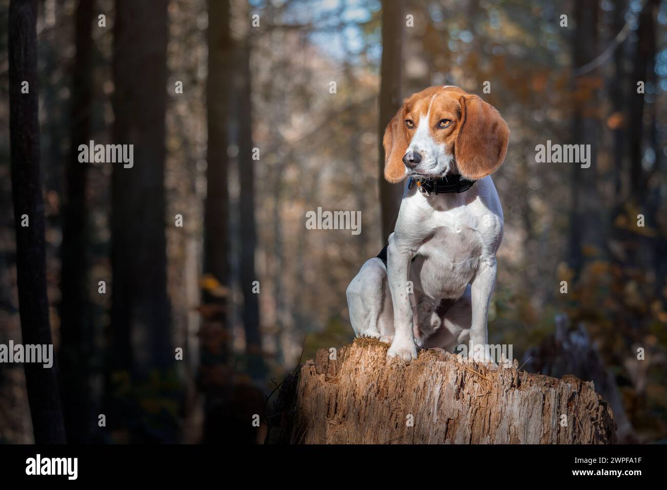 Beagle in una foresta su un ceppo Foto Stock