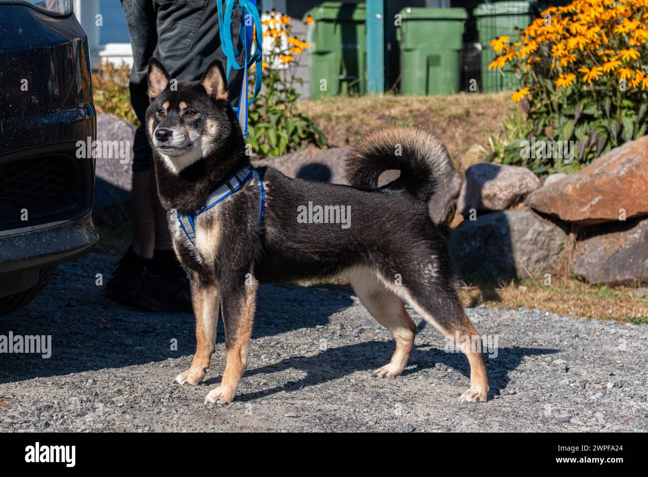 Il cane Shiba Inu sta sulle gambe posteriori per strada Foto Stock