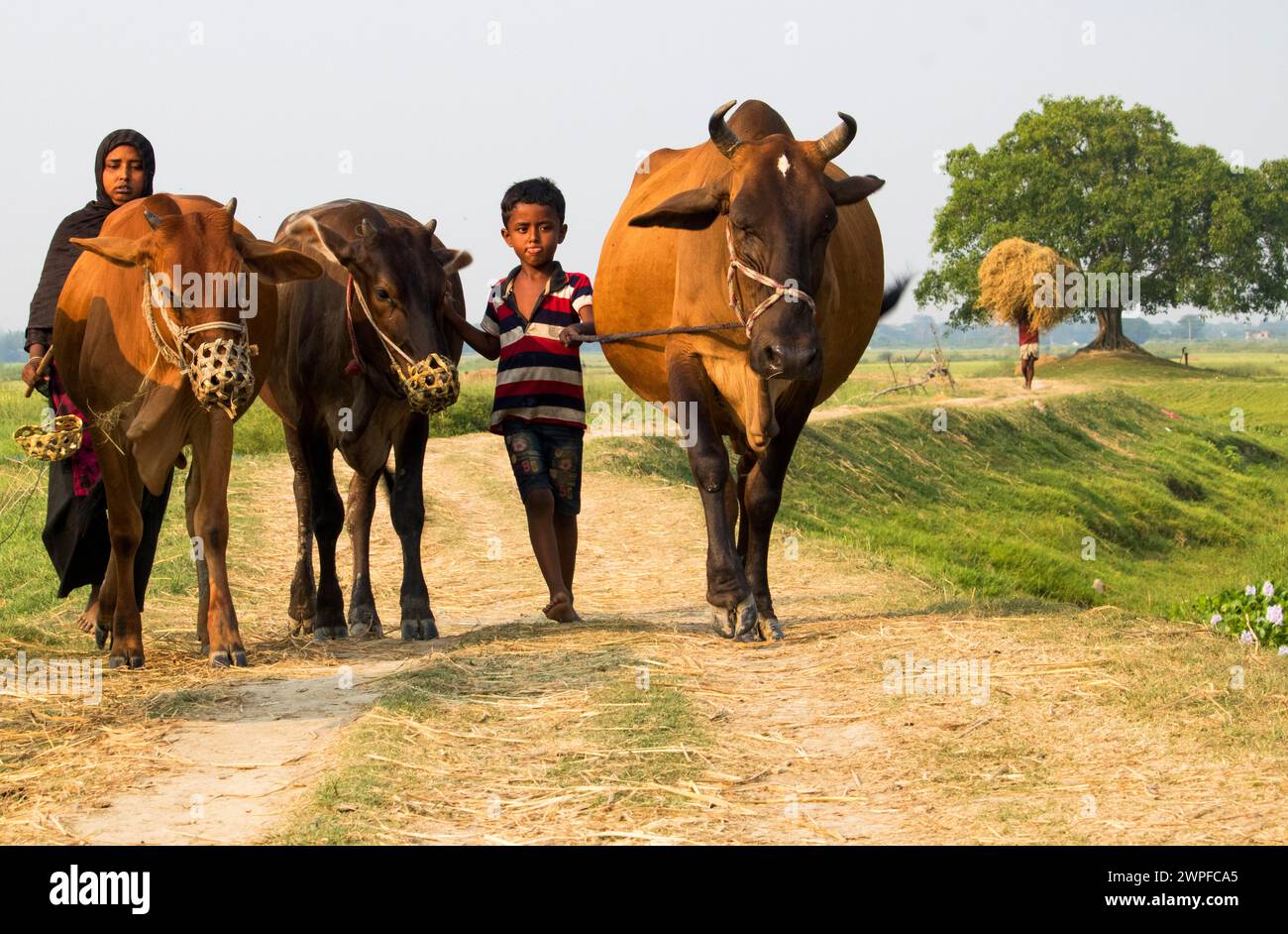 6 luglio 2023, Nabinagar, stile di vita quotidiano popolo di strada del bangladesh, scena rurale con mucche in brahmanbaria, Bangladesh Foto Stock