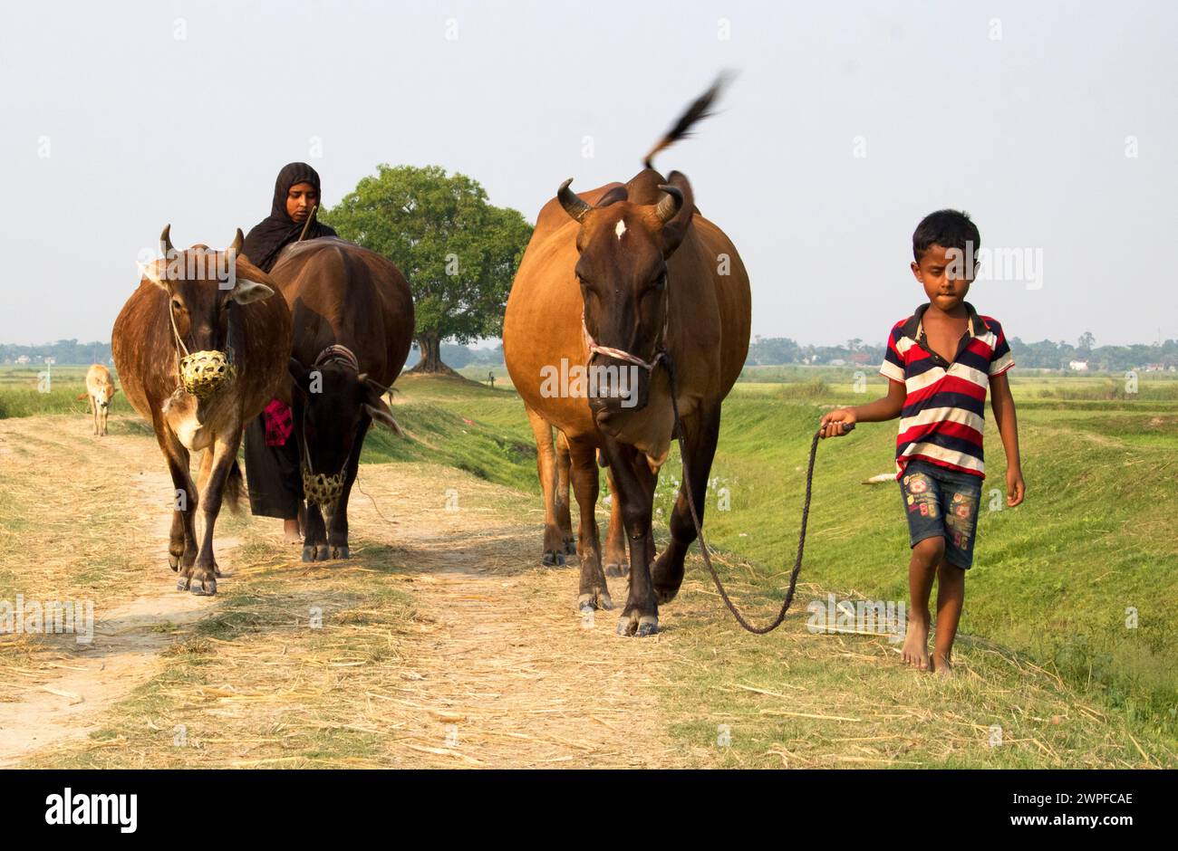 6 luglio 2023, Nabinagar, stile di vita quotidiano popolo di strada del bangladesh, scena rurale con mucche in brahmanbaria, Bangladesh Foto Stock