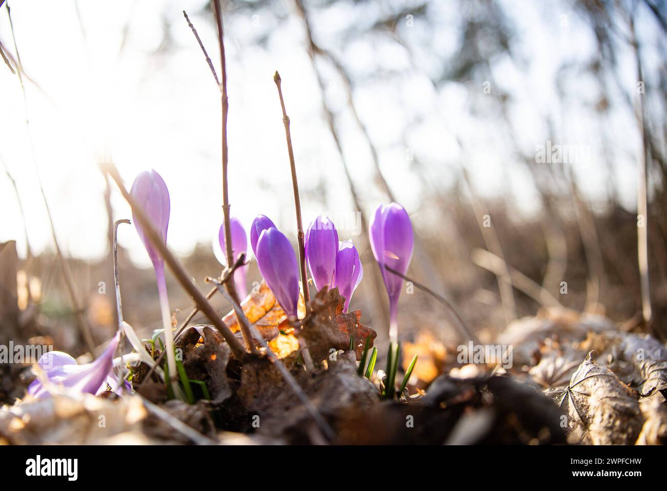 Krokusse Crocus, 07:00. März 2024 nel Brandeburgo. Krokusse *** Crocuses Crocus il 7 marzo 2024 in Brandeburgo Crocuses Foto Stock