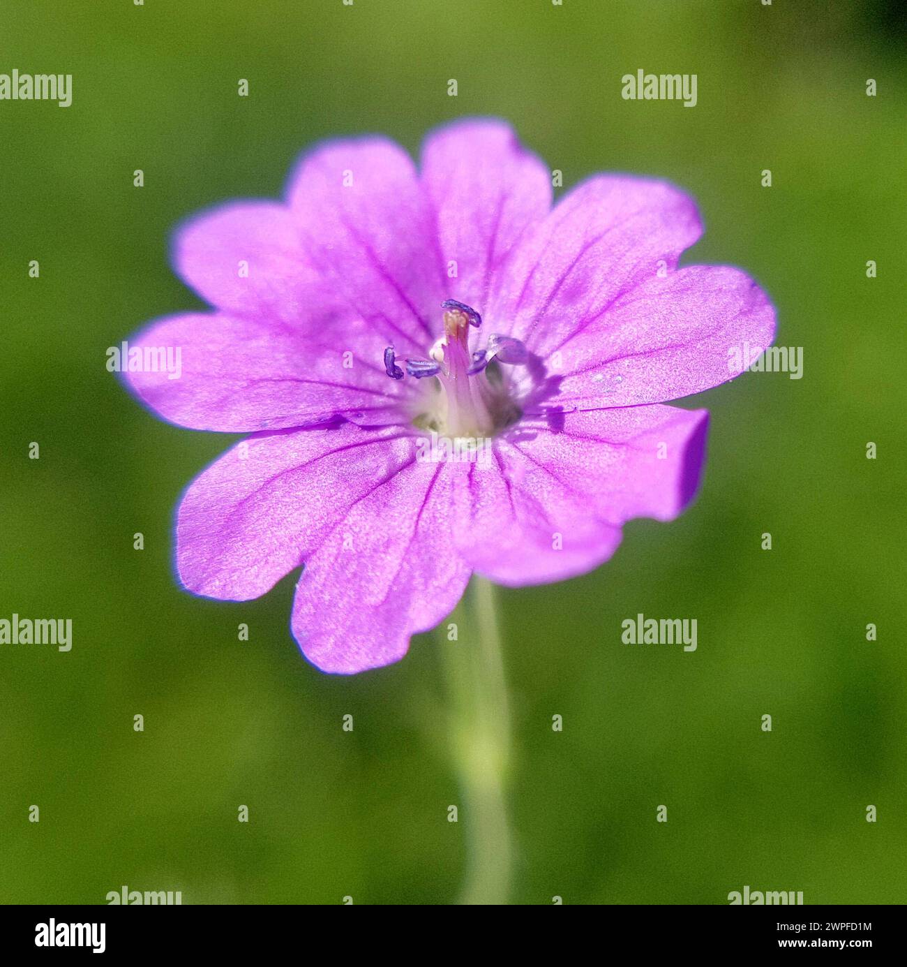 Erodium manescavii ist eine aufrecht wachsende Pflanze, die zwischen 20 cm bis 35 cm hoch werden kann und schoene lila Blueten Hat. Erodium manescavii Foto Stock