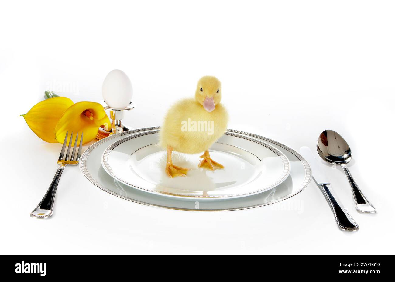 4 giorni Pasqua anatroccolo su un tavolo per la colazione Foto Stock