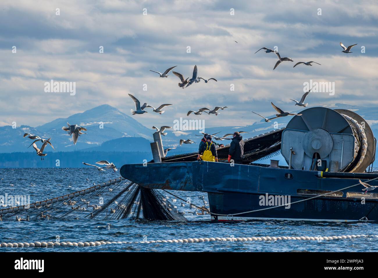 La scialuppa MV Nita Maria conduce la pesca di aringa del Pacifico vicino a Denman Island, British Columbia, 5 marzo 2024 Foto Stock