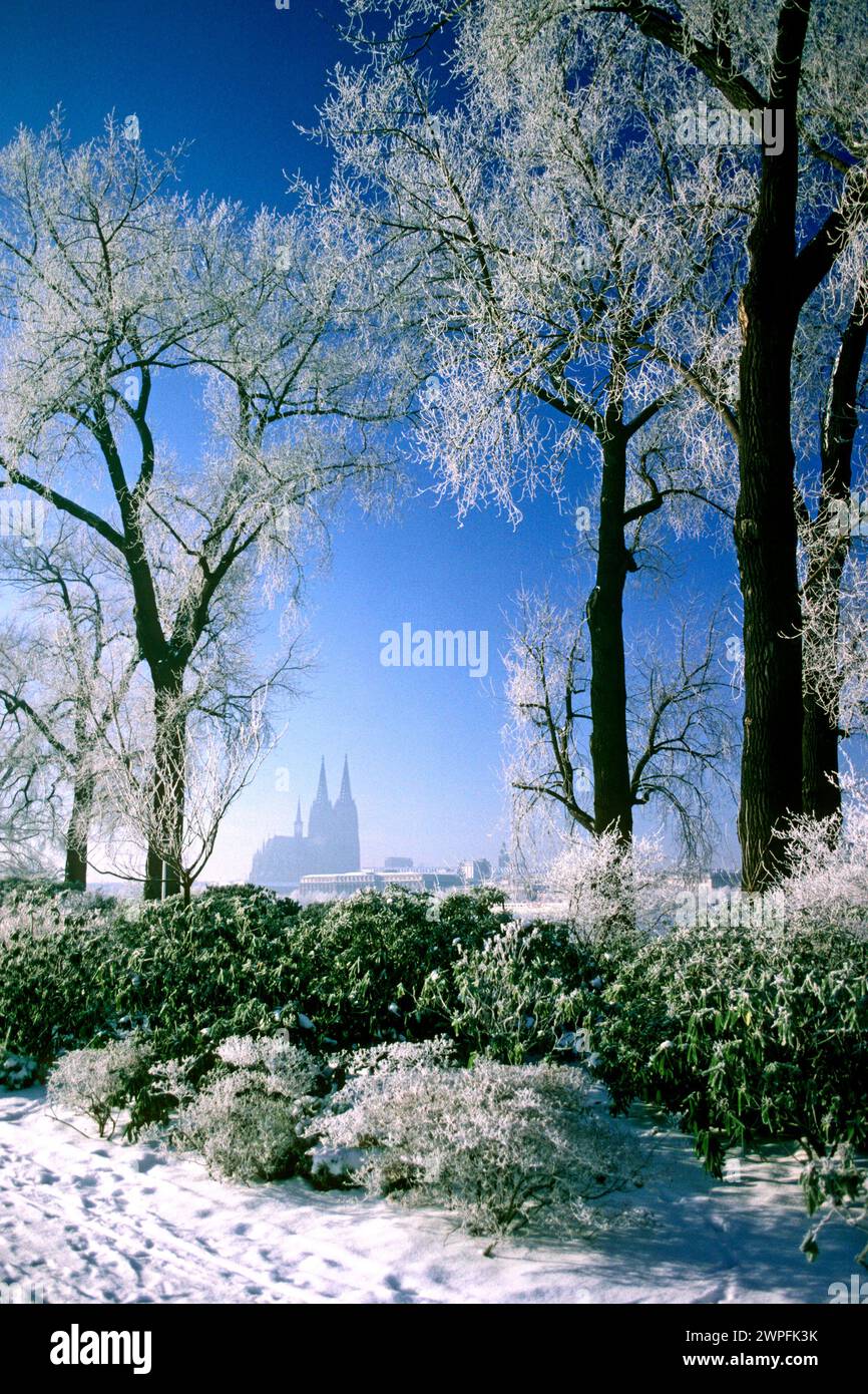 Alberi innevati nel Rhinepark con la Cattedrale in lontananza nel 1982, Colonia, Renania settentrionale-Vestfalia, Germania Foto Stock