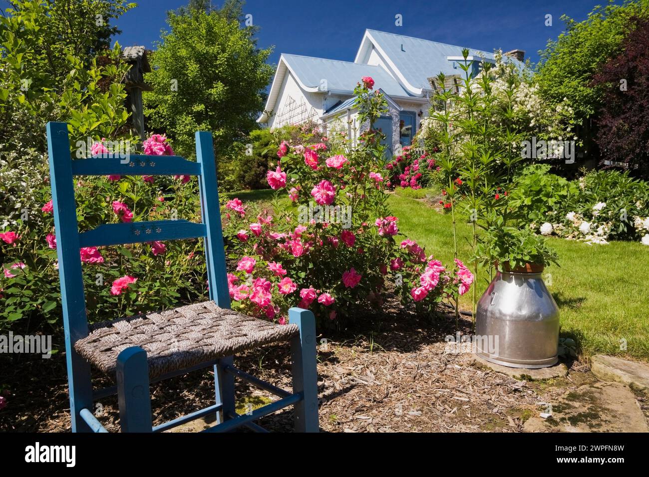 Vecchia sedia in legno blu e rosa 'Frontenac' - fiori di rosa nel giardino di campagna sul retro con vista posteriore della vecchia casa bianca e blu in primavera. Foto Stock