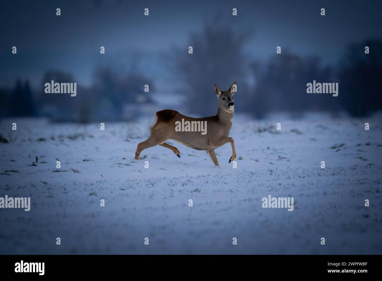 Il cervo di Roe corre su un campo innevato di notte in inverno Foto Stock