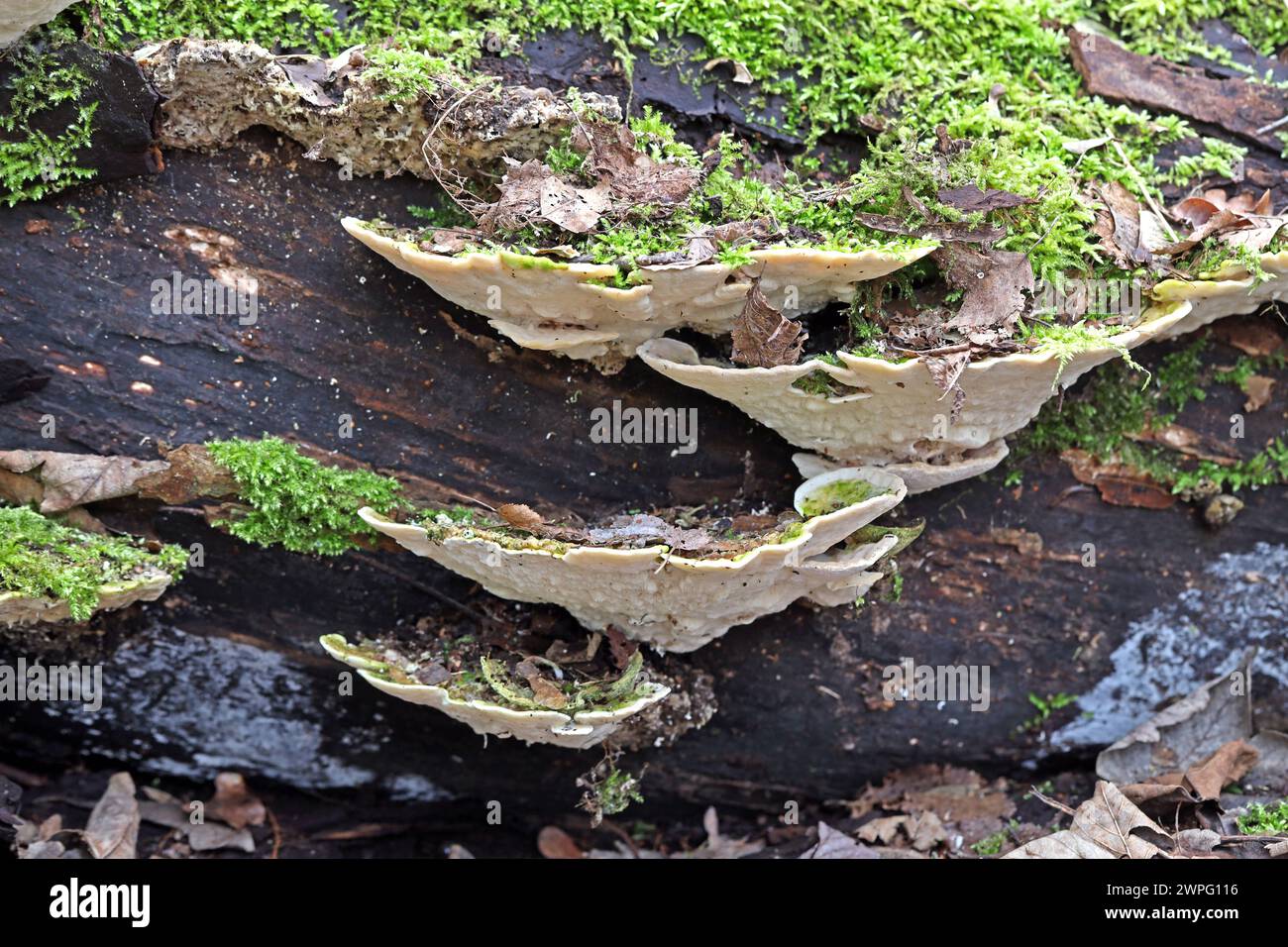 Alce in der Landschaft Moos wächst zusammen mit Pilzen auf Totholz im Wald. *** Mosses nel paesaggio Moss cresce insieme a funghi su bosco morto nella foresta Foto Stock