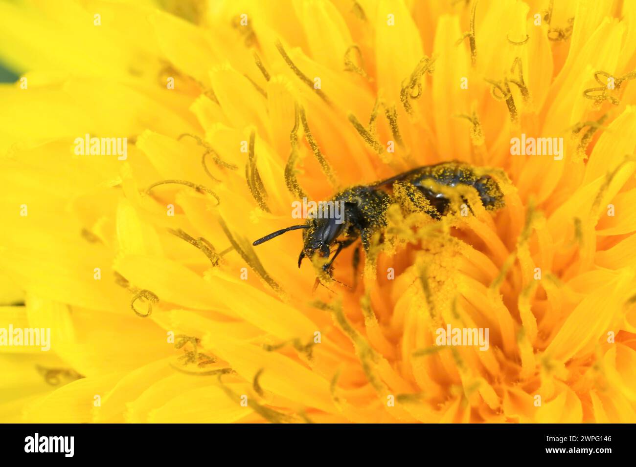 Primo piano naturale su una piccola ape da solco femmina, Lasioglossum in un fiore di dente di leone giallo Foto Stock