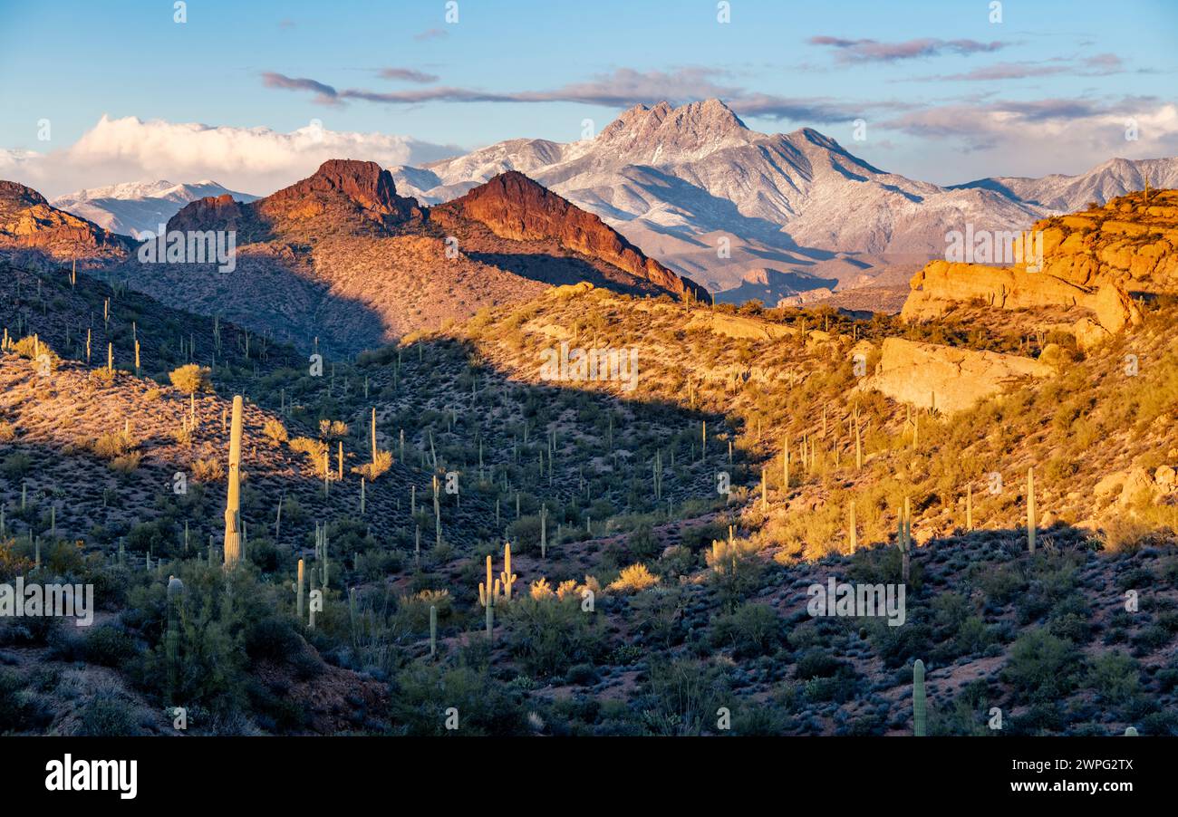 Four Peaks Mountain nel deserto di Sonora con saguaro sparso al tramonto, Arizona. Foto Stock