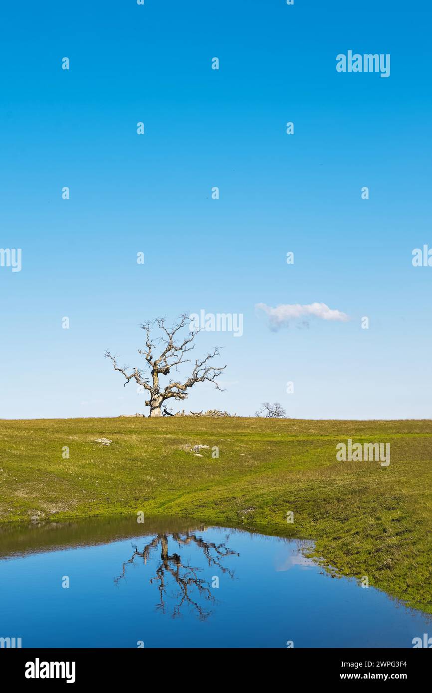 Un albero sulla collina verde con piccole nuvole all'orizzonte, paesaggio primaverile, foto minimale Foto Stock