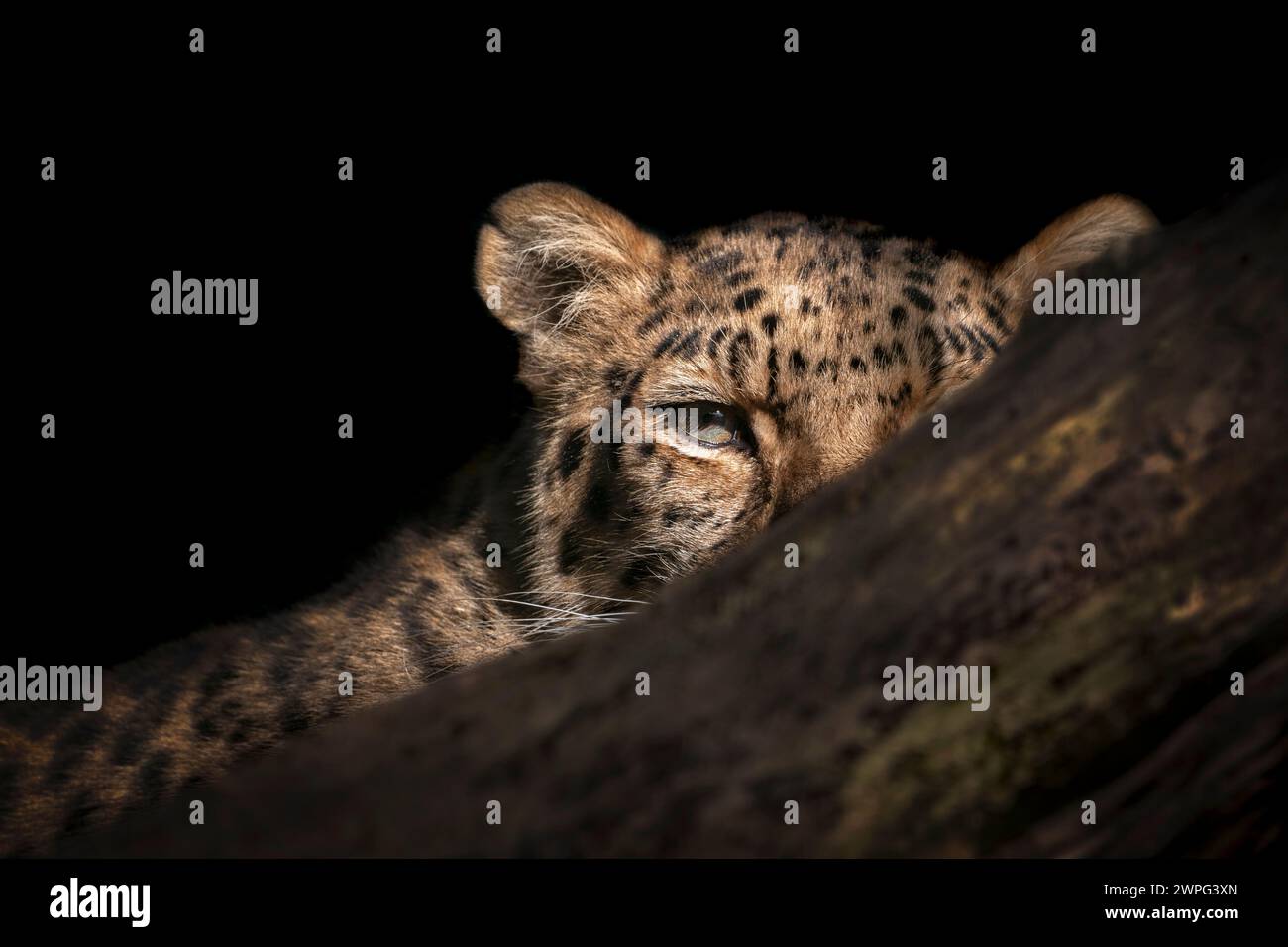Raro leopardo Amur femminile che si nasconde dietro un albero Foto Stock