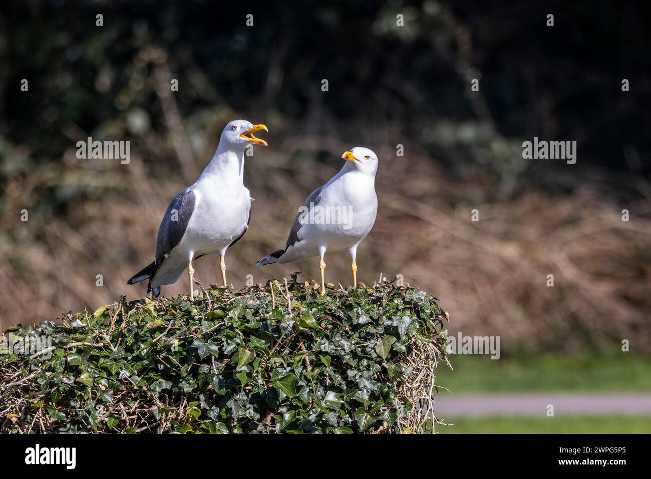 Un paio di gabbiano con dorso nero minore appollaiato su un ceppo di alberi ricoperto di edera. Foto Stock
