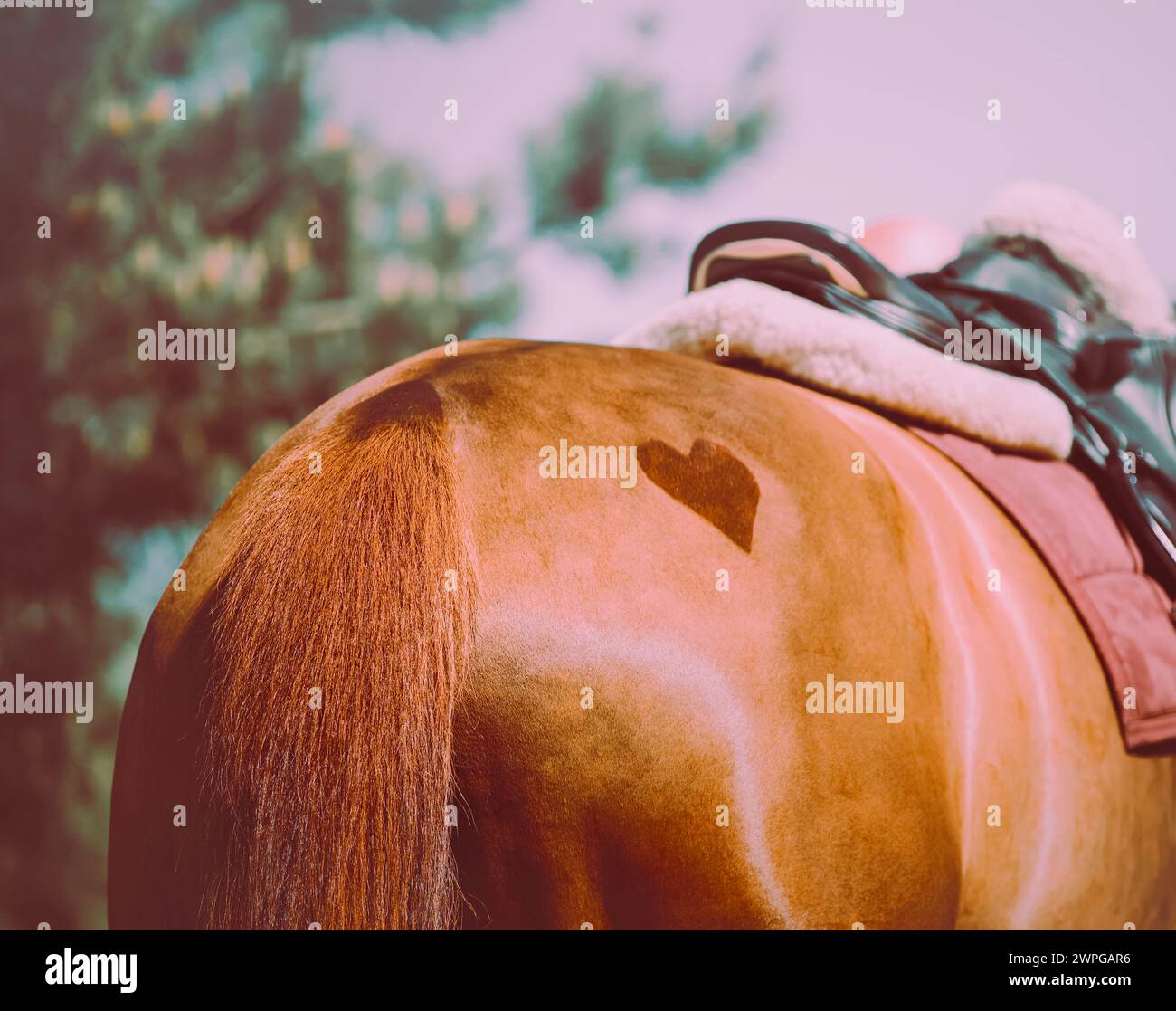 Il cavallo ha un segno a forma di cuore sul retro. Gli sport equestri sono fonte di amore e romanticismo. Il romanticismo nello sport è un modo per mostrare amore per lui Foto Stock