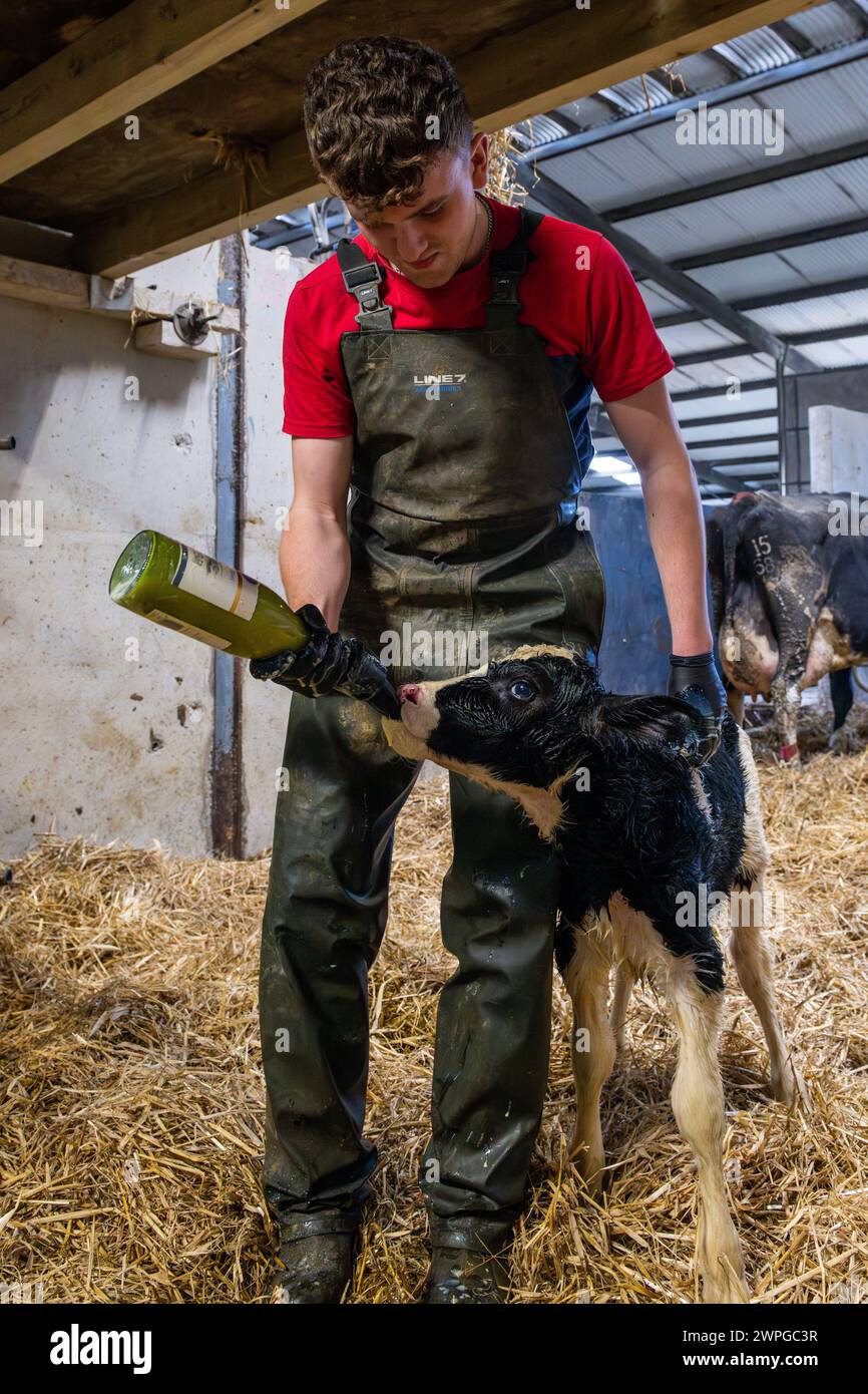 Un giovane agricoltore dà da mangiare a un vitello appena nato in un caseificio a West Cork, in Irlanda. Foto Stock