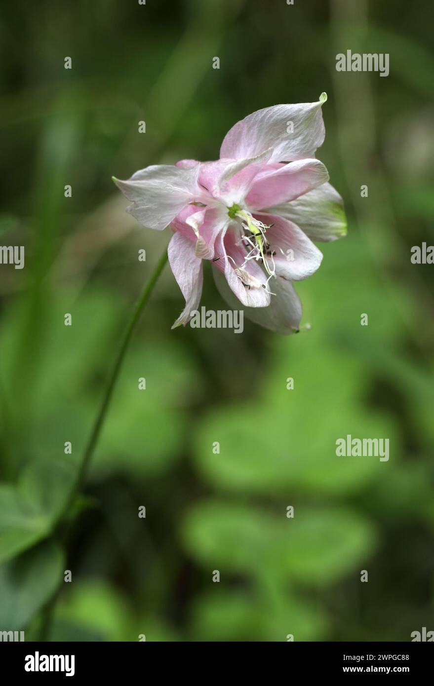 Wild Columbine; Aquilegia vulgaris; Ranunculaceae. Un evaso in giardino che cresce selvaggio. Foto Stock
