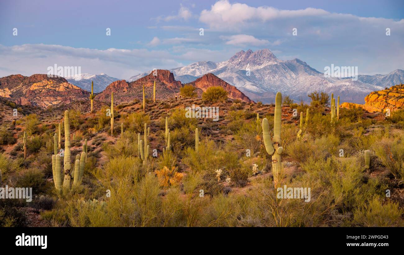 Four Peaks Mountain nel deserto di Sonora con saguaro sparso, Arizona. Foto Stock